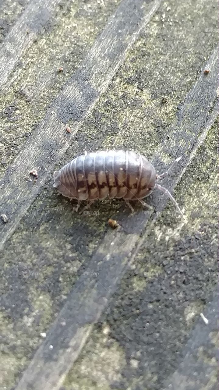 Nature, No Person, Outdoors, Closeup, Invertebrate