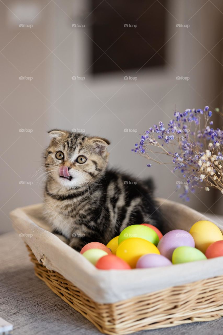 Striped kitten in a basket with colored eggs for Easter.