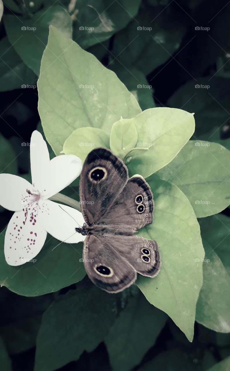 Butterfly