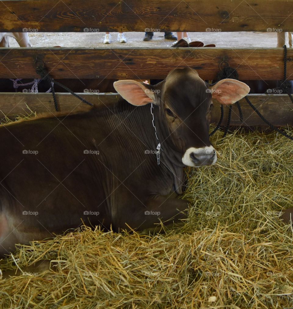 Brown Swiss cow