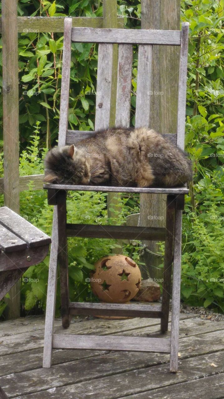 Cat on a chair in Garden