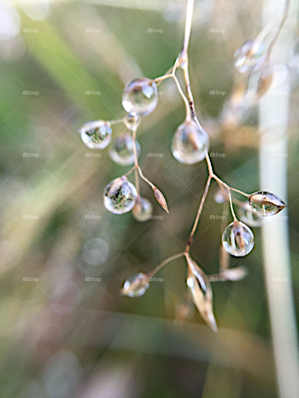 Morning dew