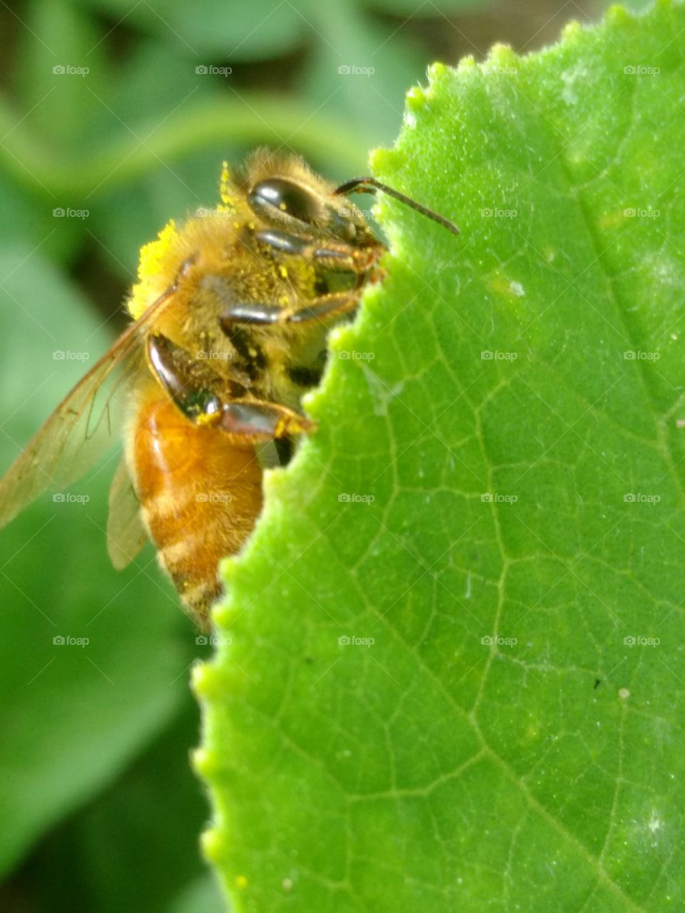 bee on leaf