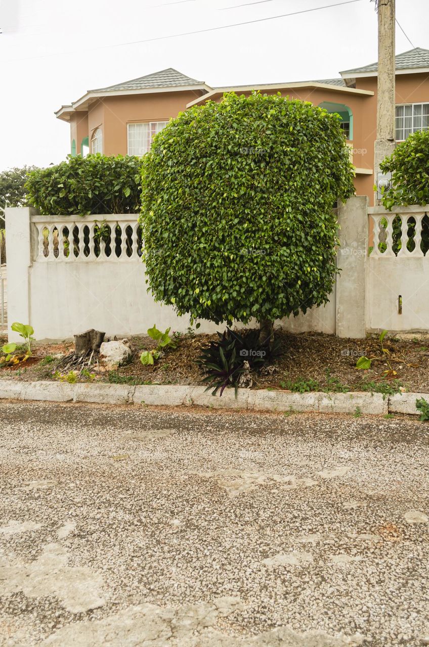 Weeping Fig Tree