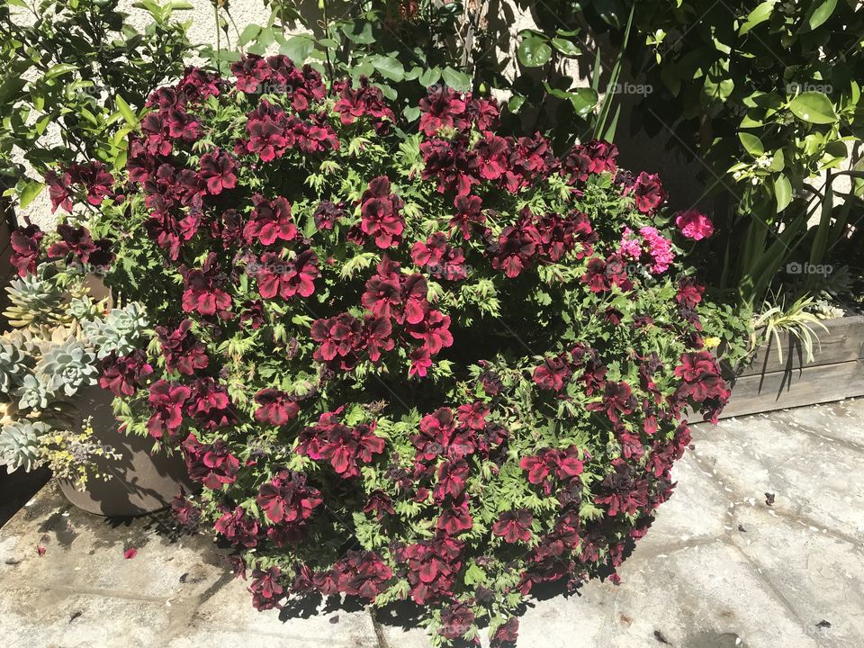 Burgundy regal geraniums 