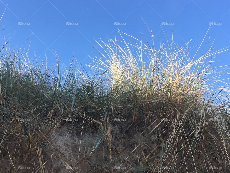 Beautiful.  Beach grass 