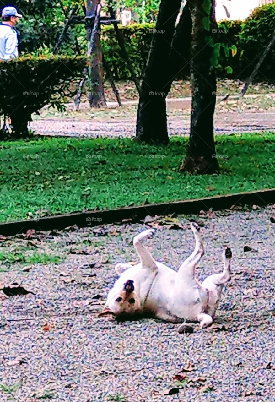 Fun animals and pets: "very very itchy, let me roll in the sand, sands and small stones will help me scratch my back." a dog figured out a good idea.