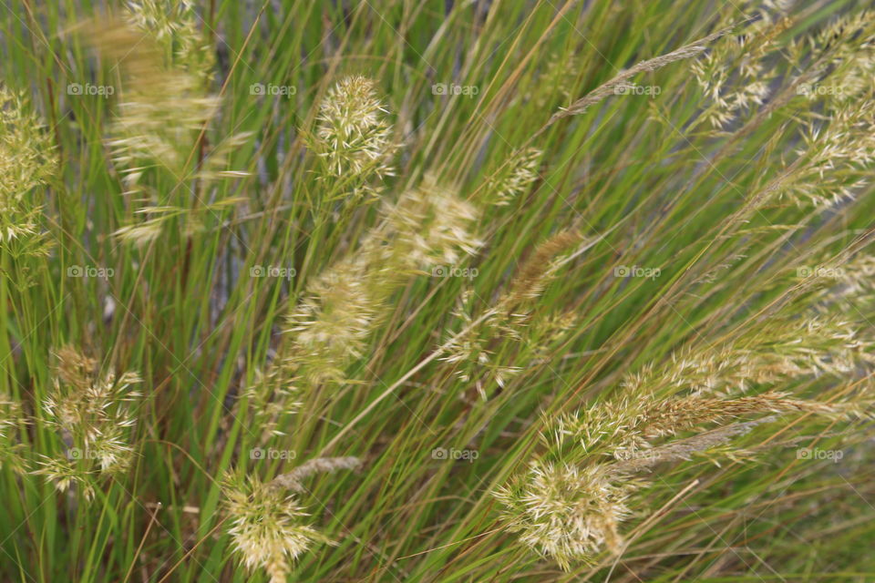 Wild grass