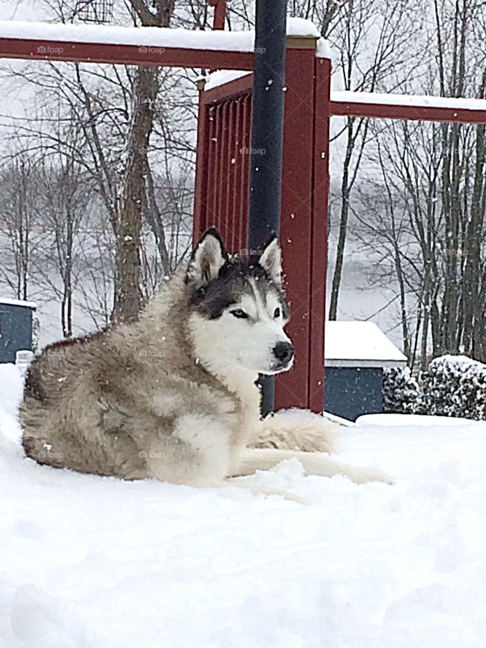 Siberian Husky my little snow dog