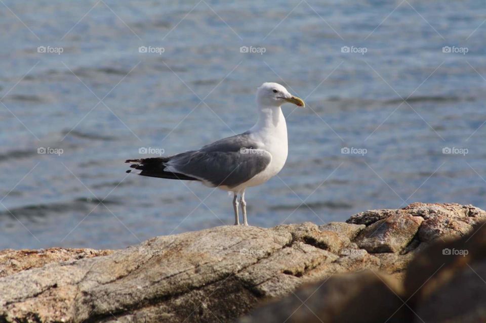 seagull