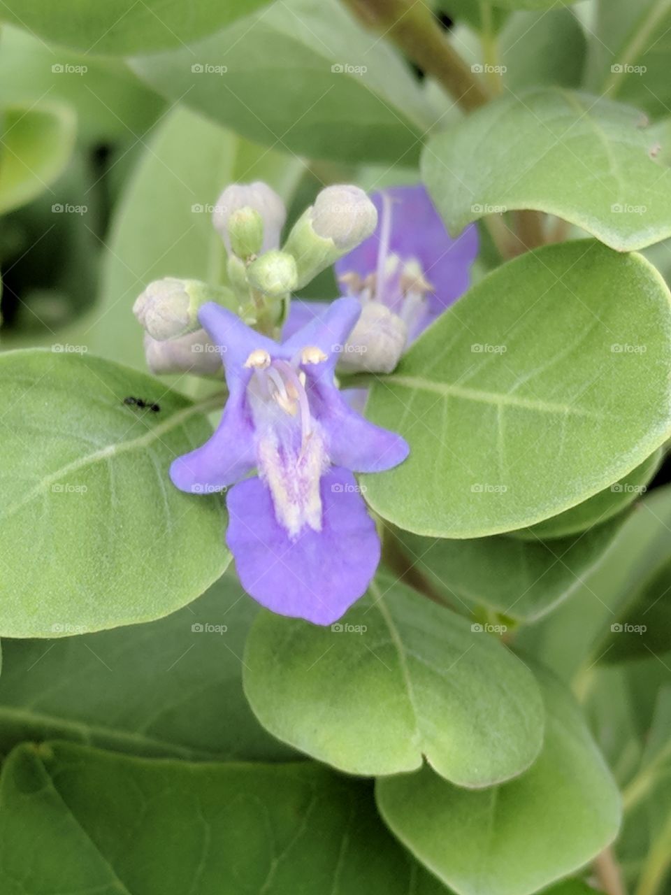 purple close up