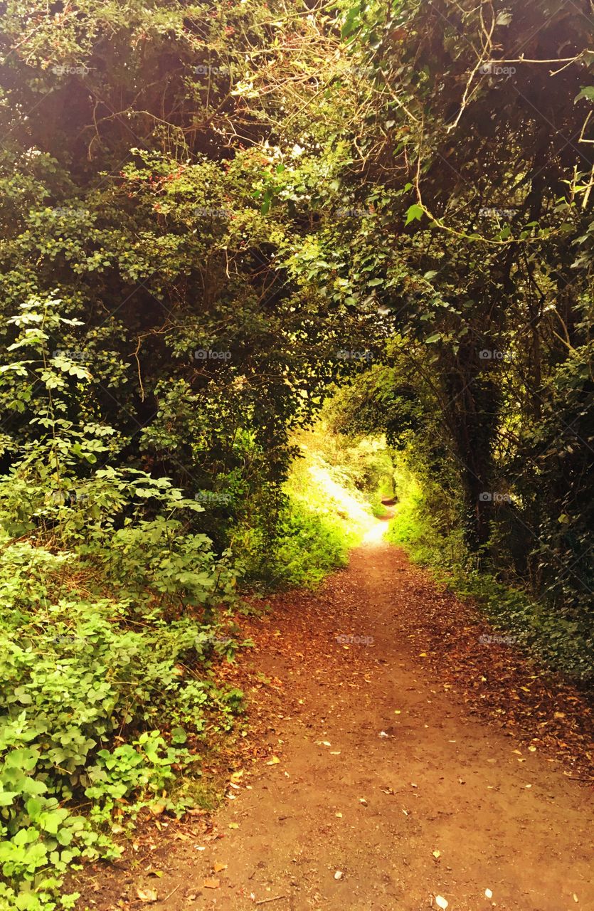 Magical walk in the woods 