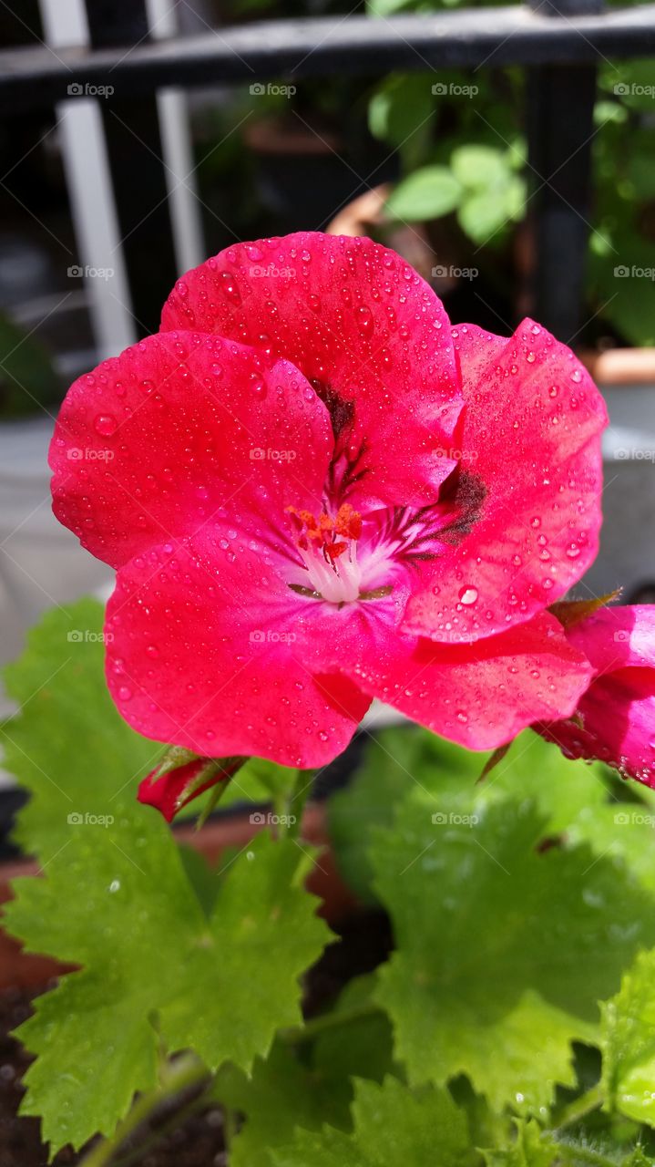 Geranio. Flower of Andalusia