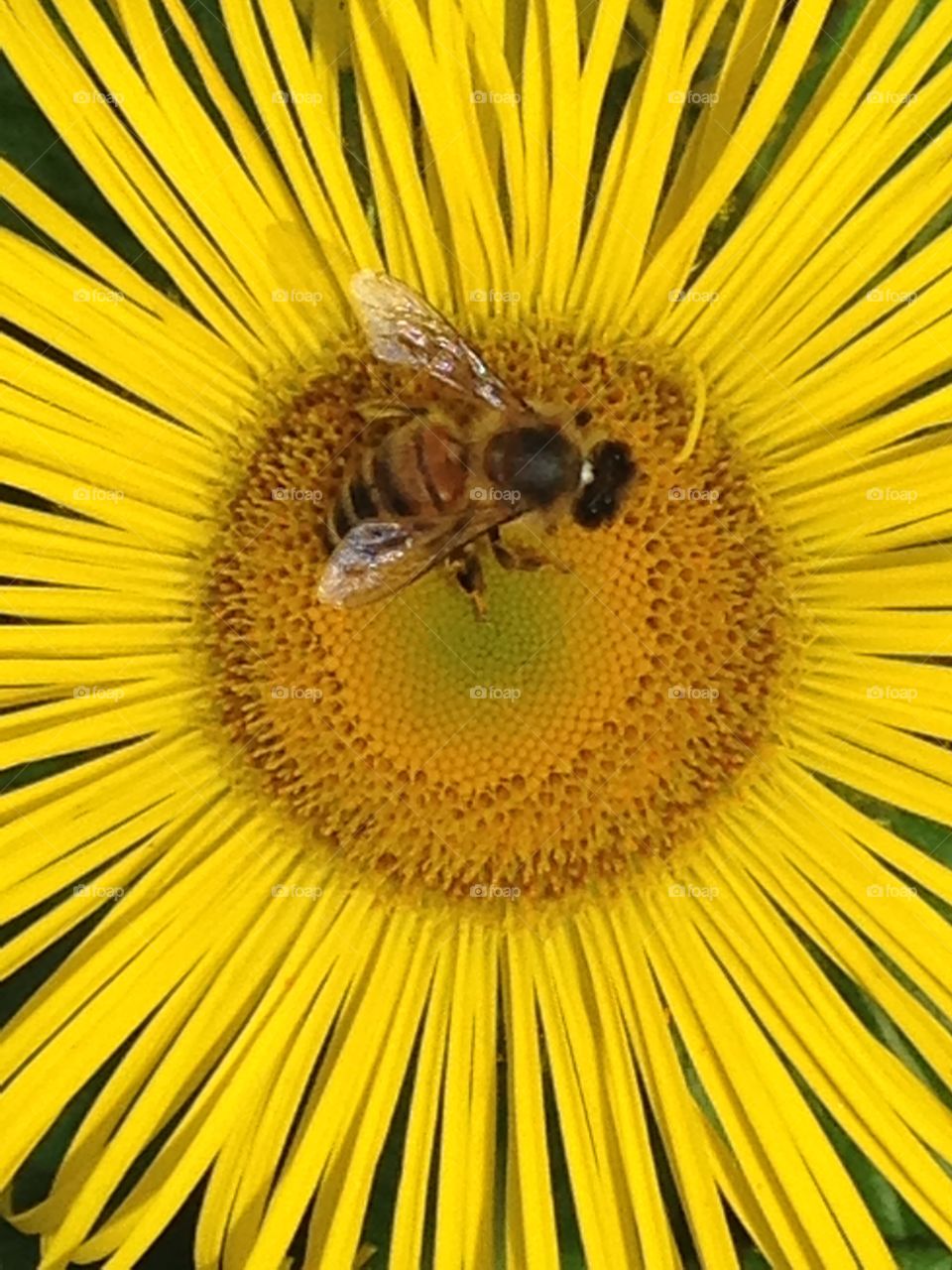 I often go to Hyde park near my work place to walk and relax. The Hyde park corner part its full of flowers and herbs. I walk and snap around there. In the summer theres many bees flying around the flowers. Its great opportunity to photograph them while they do their job