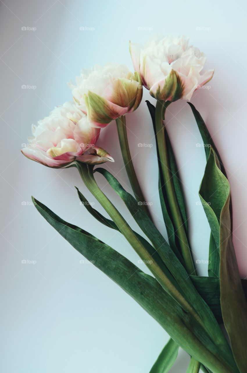 Tulips are perhaps the brightest and most mysterious representatives of the spring kingdom of flowers.