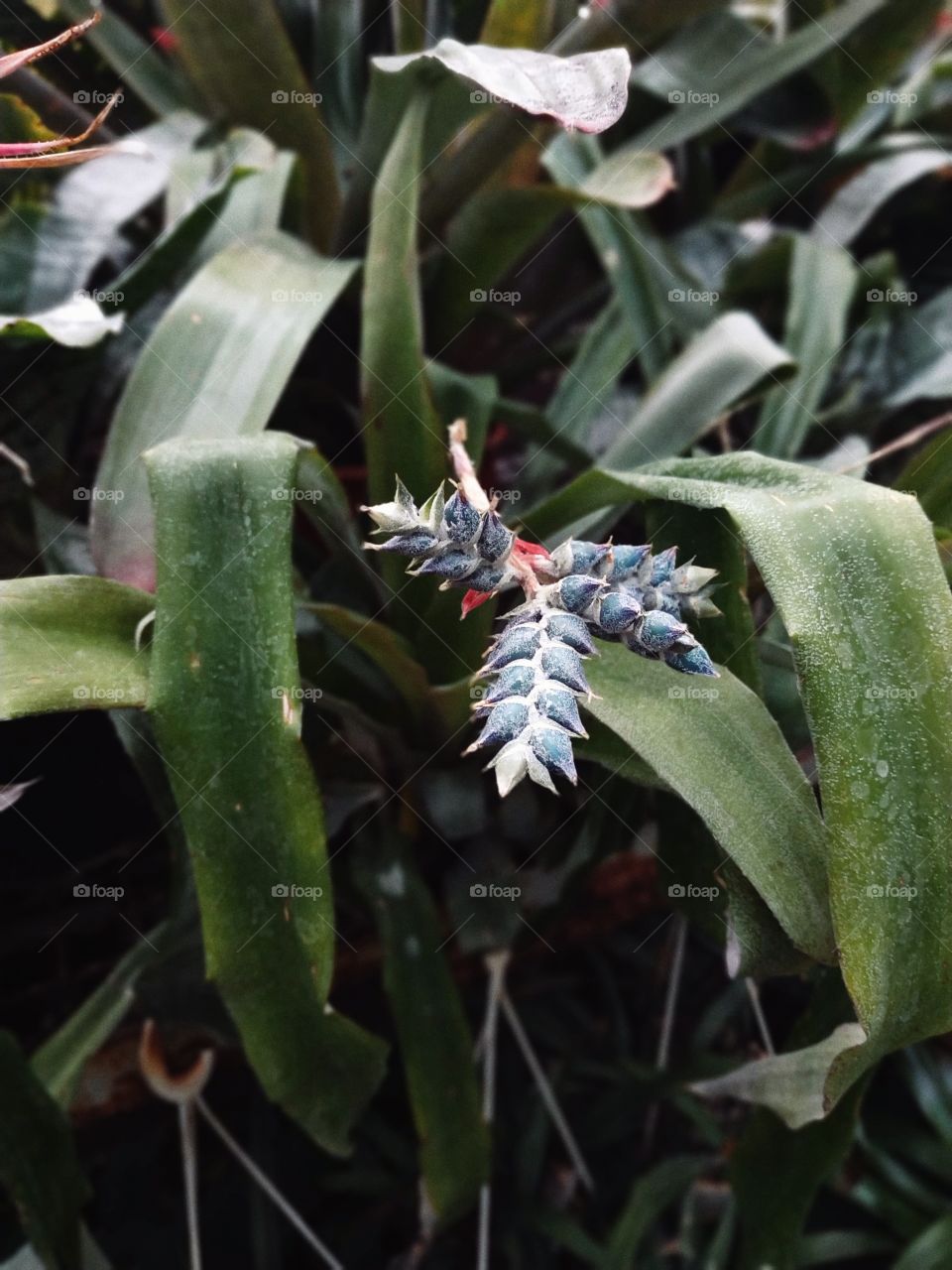 unusual exotic plant with succulent berries