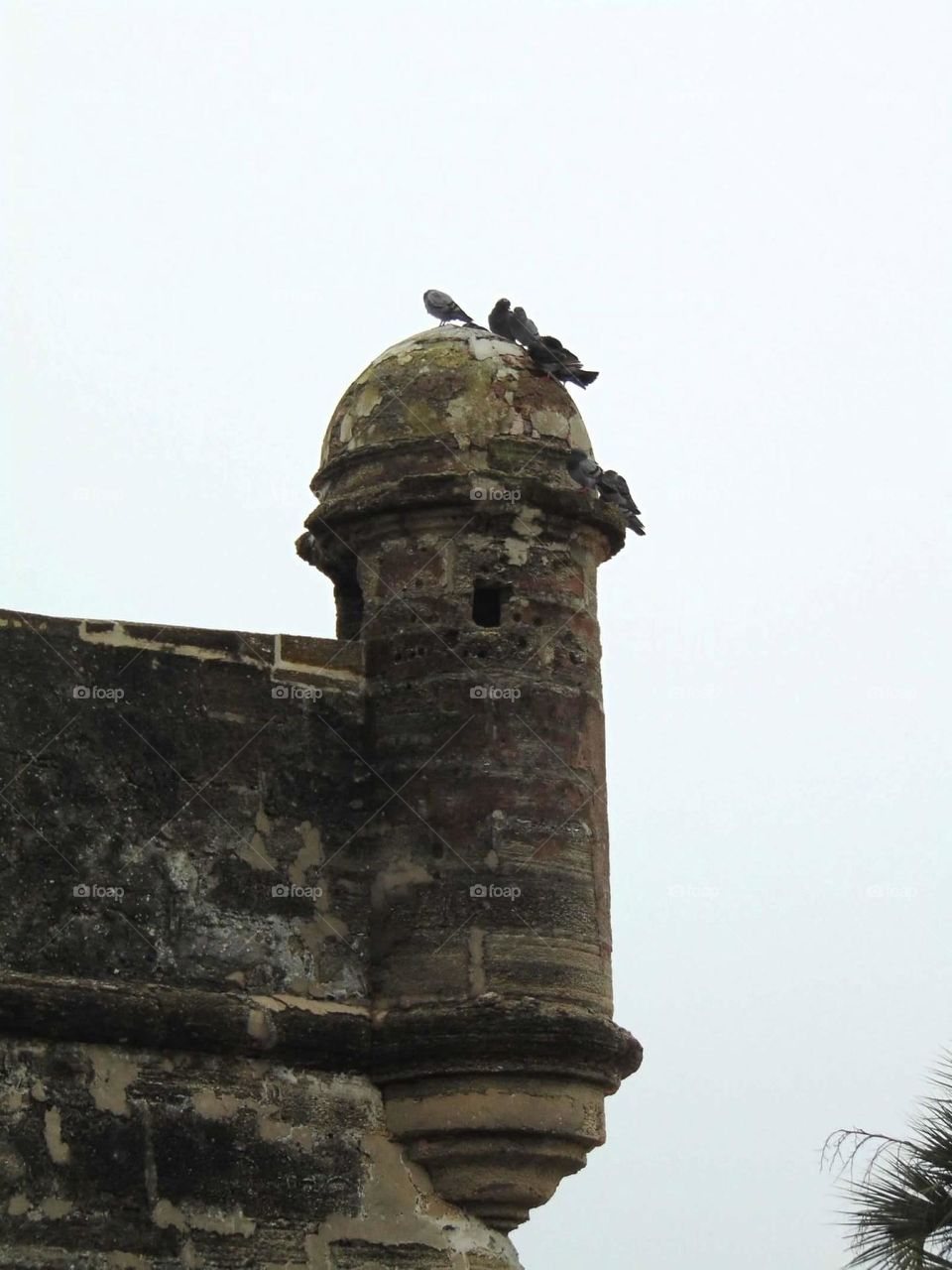 Pigeons on an old fort 