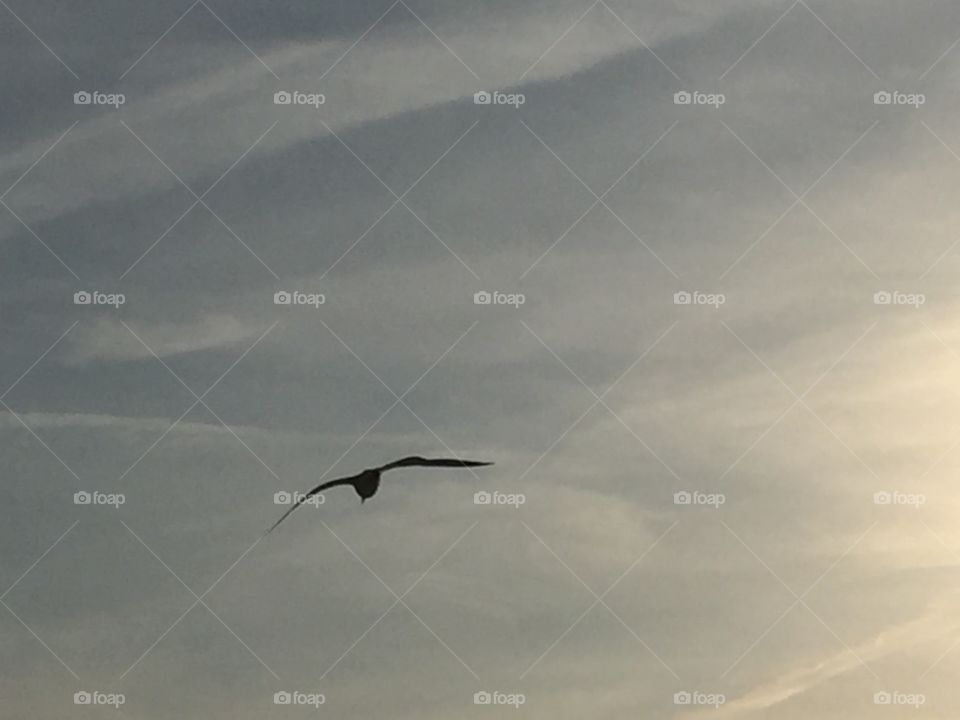 Seagull and sky