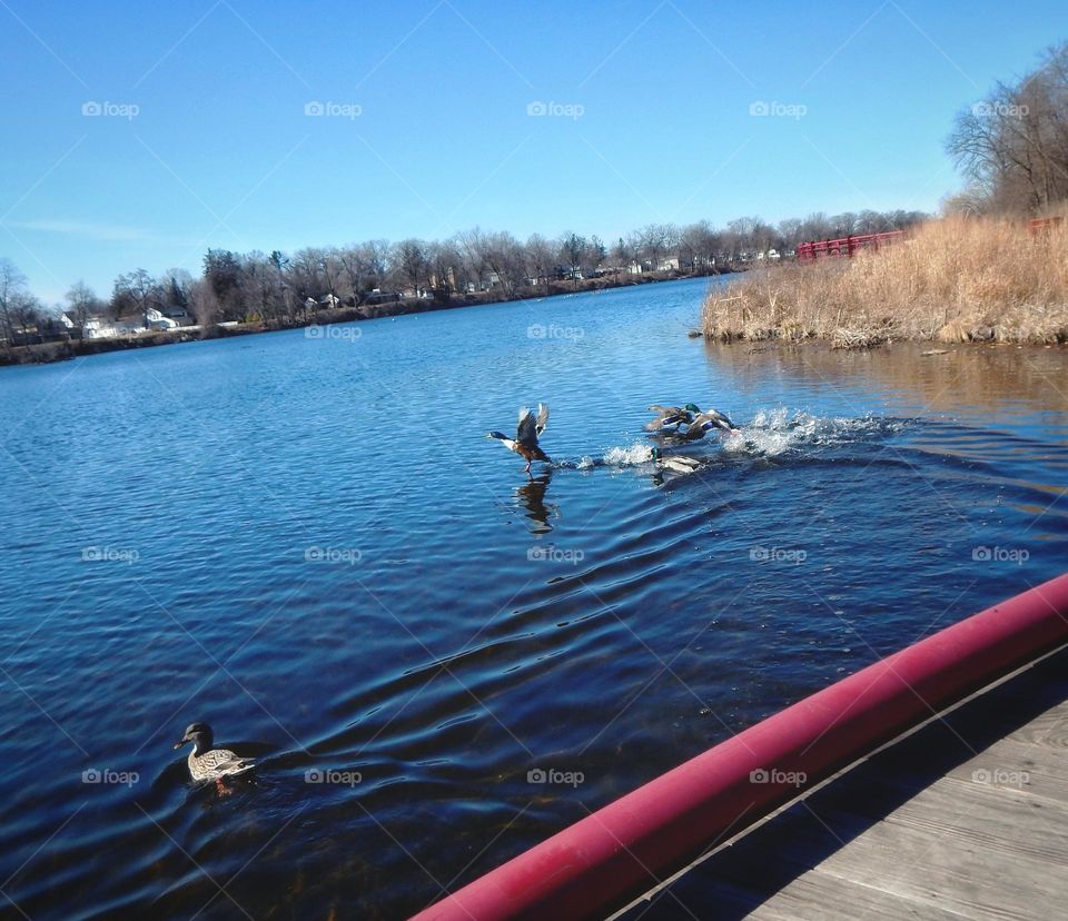 Ducks on a lake beginning to take flight under a clear blue sky in the summer in Michigan