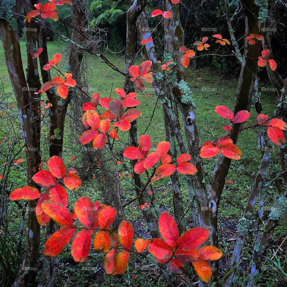 Swirl of bright red and yellow autumn leaves on trees in the forest.