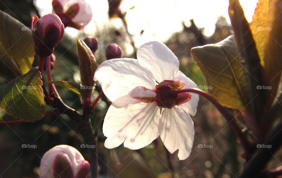 cherry blossom