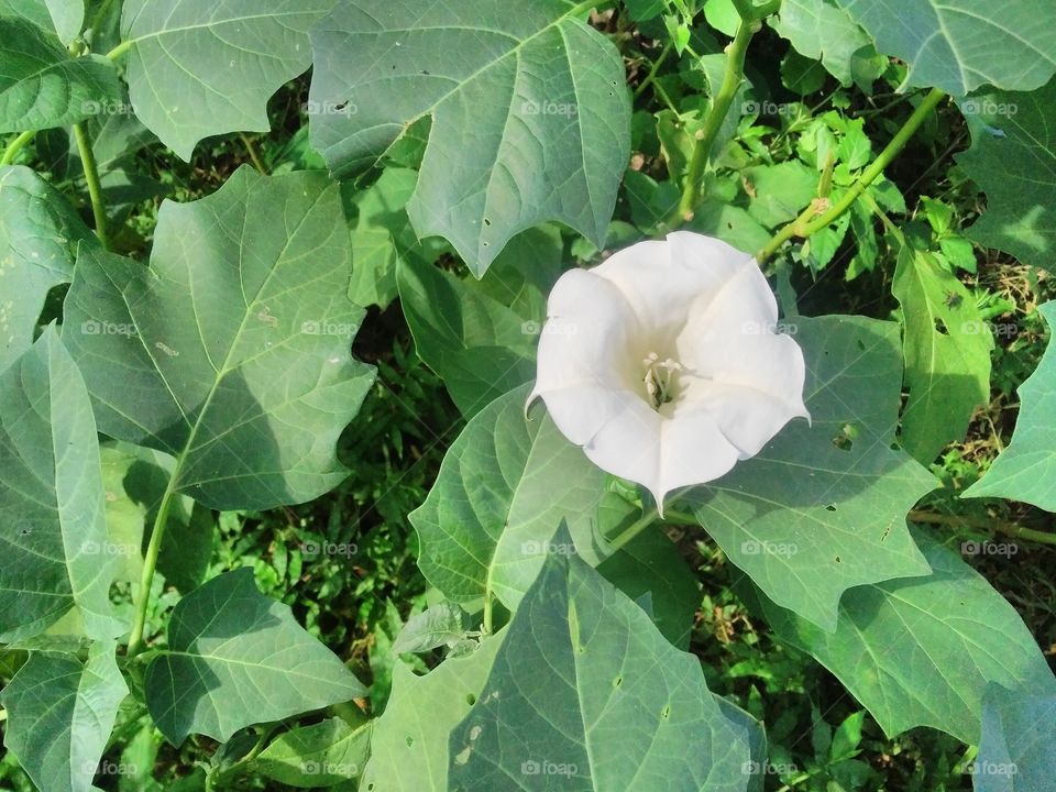 a beautiful flowers in the garden