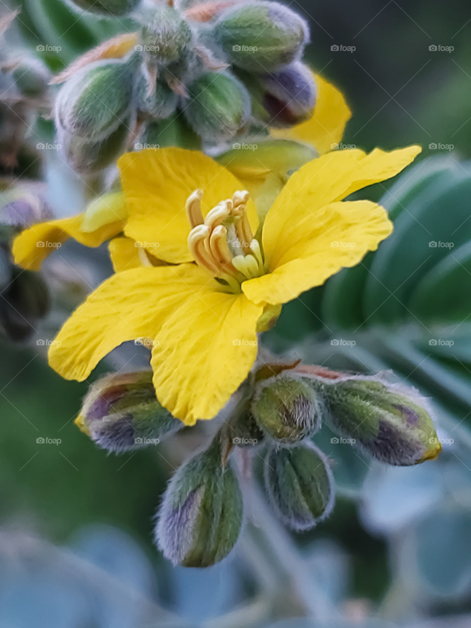 Gorgeous yellow wildflower