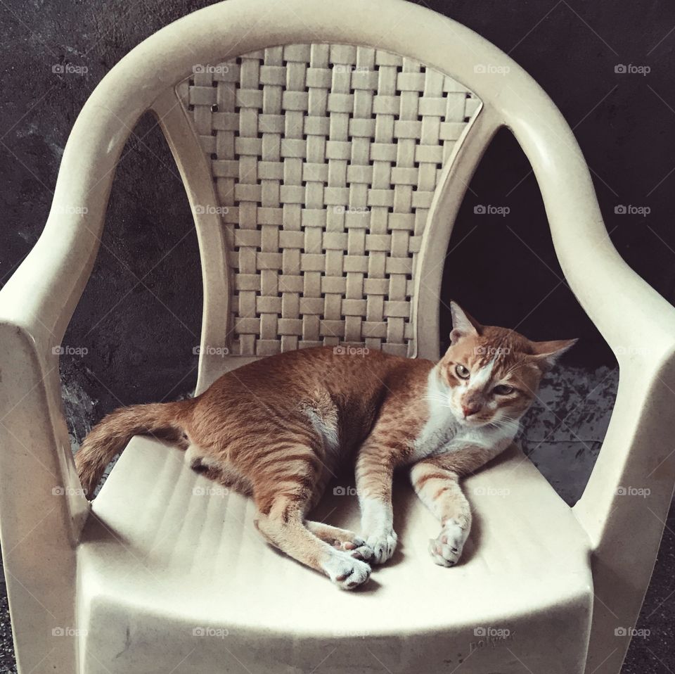 Cat resting on chair 