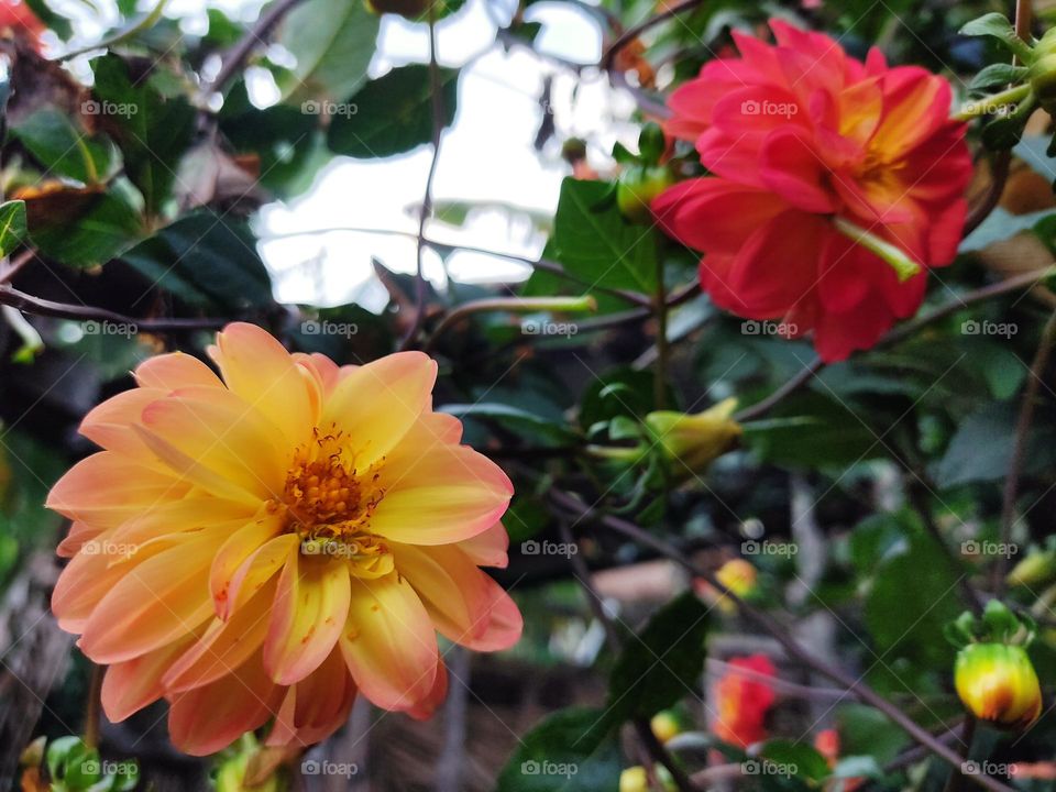 Dalias de distintos colores 🏵️