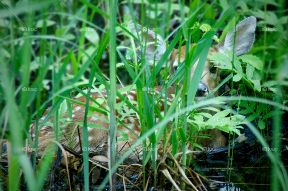 New Spring Beginning