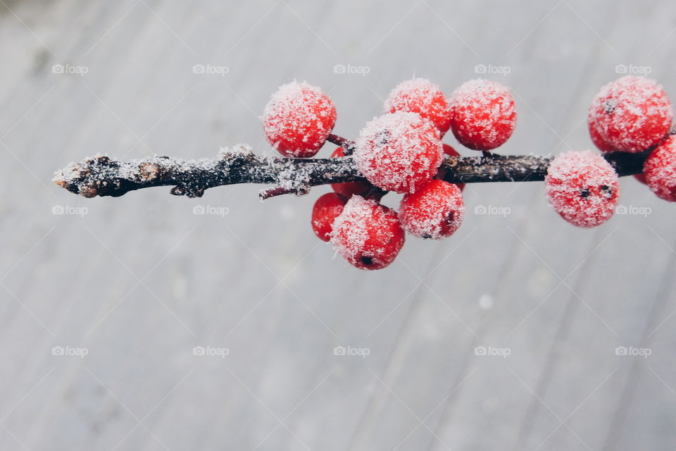 red frosty berries