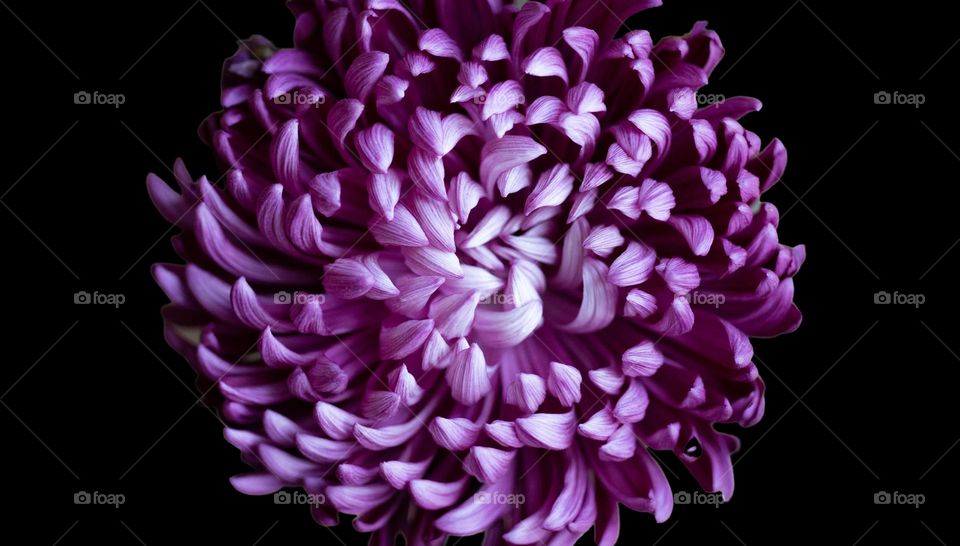 Center macro flower petals