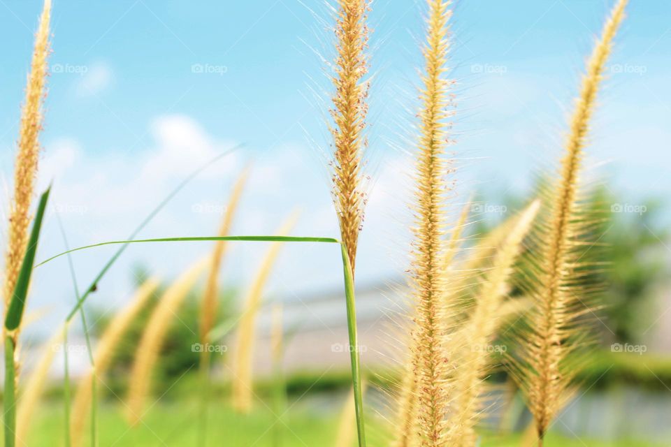 The reed grass with its long green leaves rises, the background is a clear sky during the day.