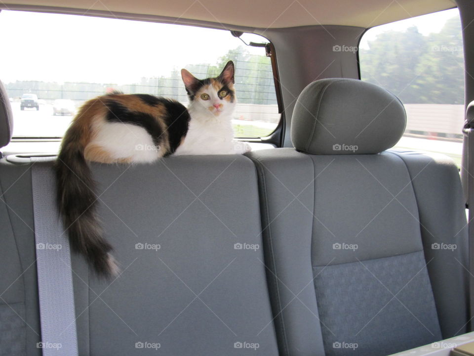 Kitten riding in a car