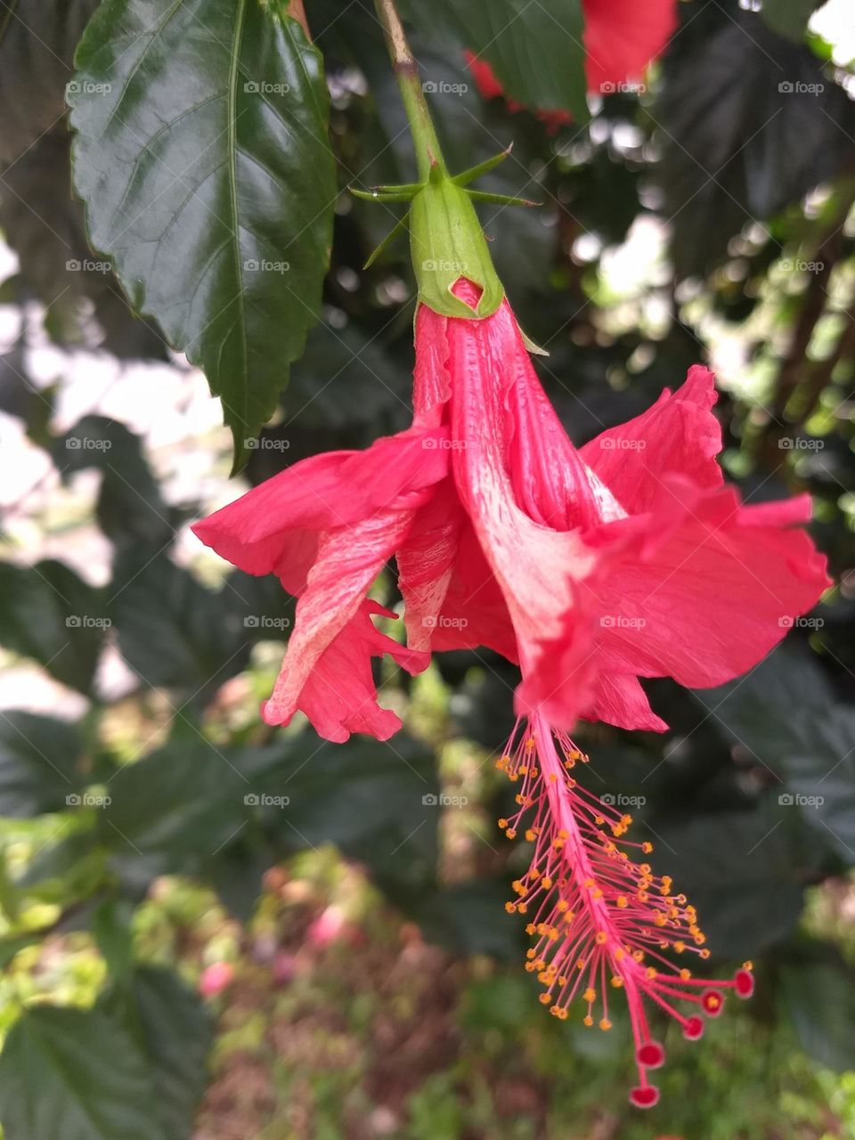 red hibiscus