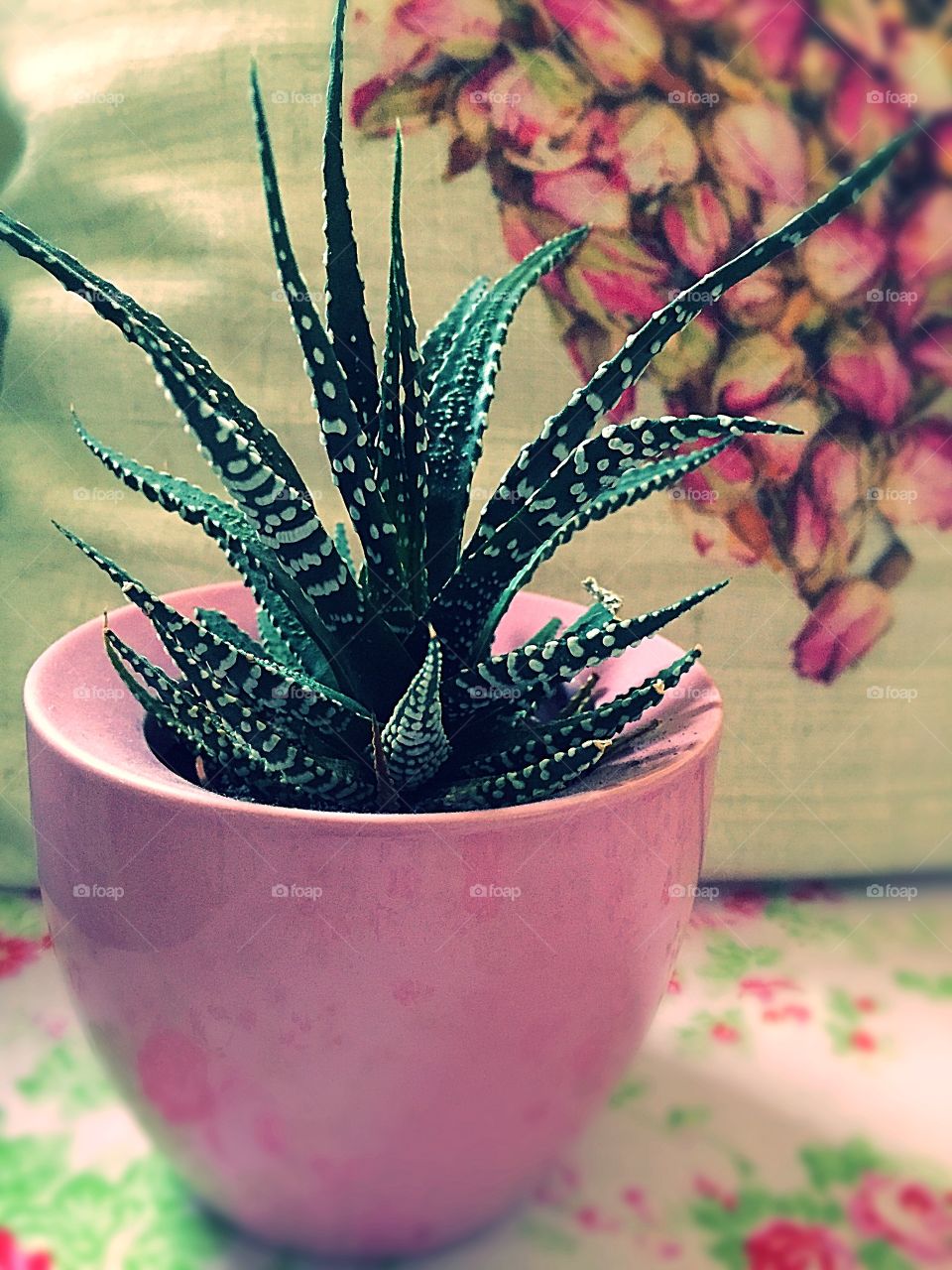 Plant potted in pink pot