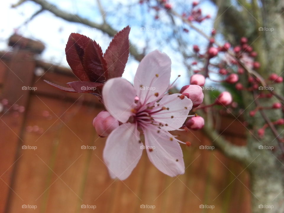 Cherry Blossom . I have been blessed with seeing these beautiful flowers for several years now. 