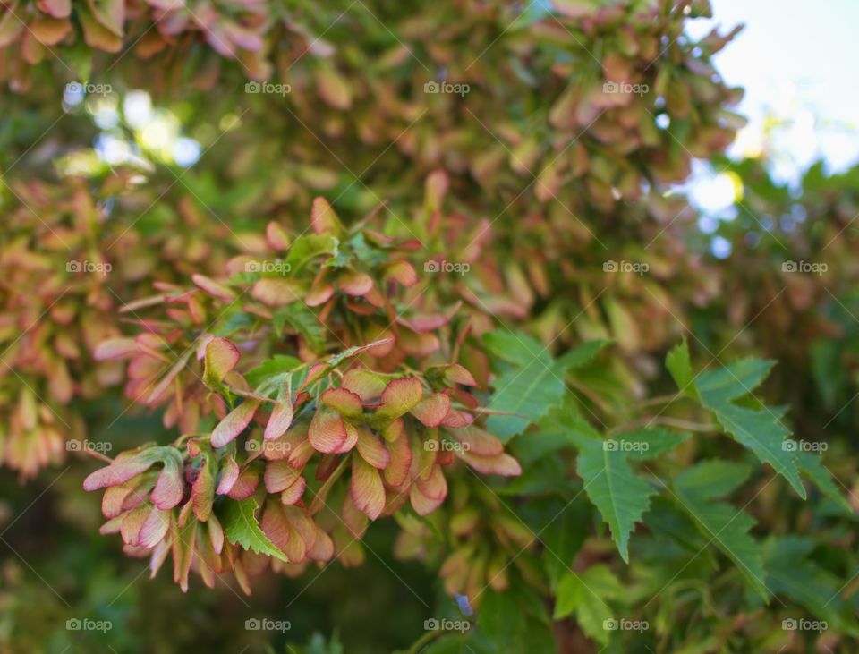 The seeds of a maple tree known for their helicopter effect when they fall in beautiful red, brown, and green colors in Central Oregon. 
