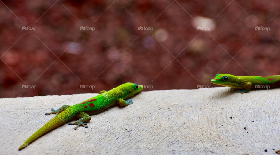 Geckos in love on the lanai