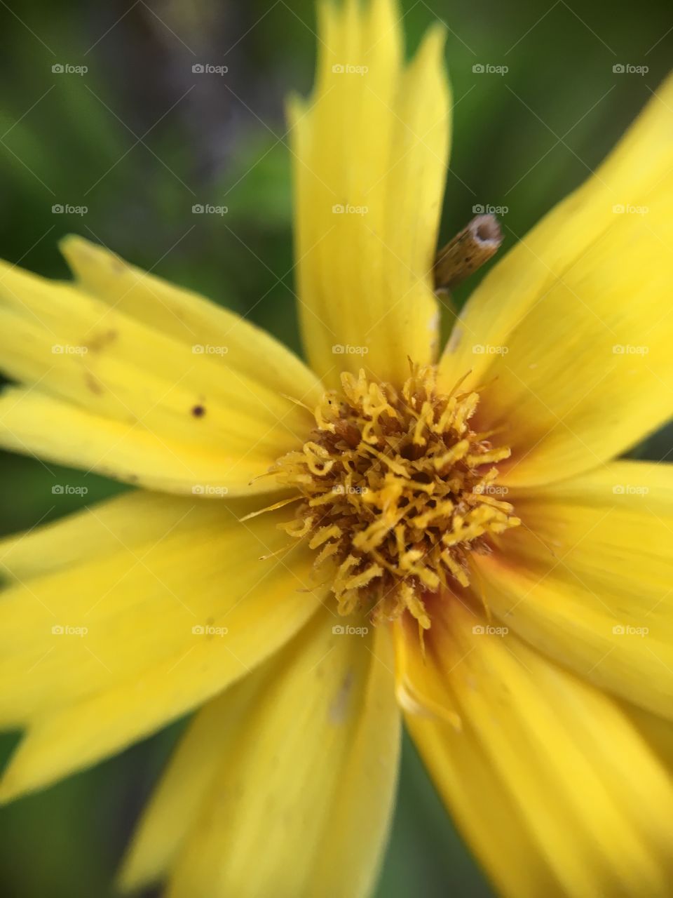 Yellow center closeup