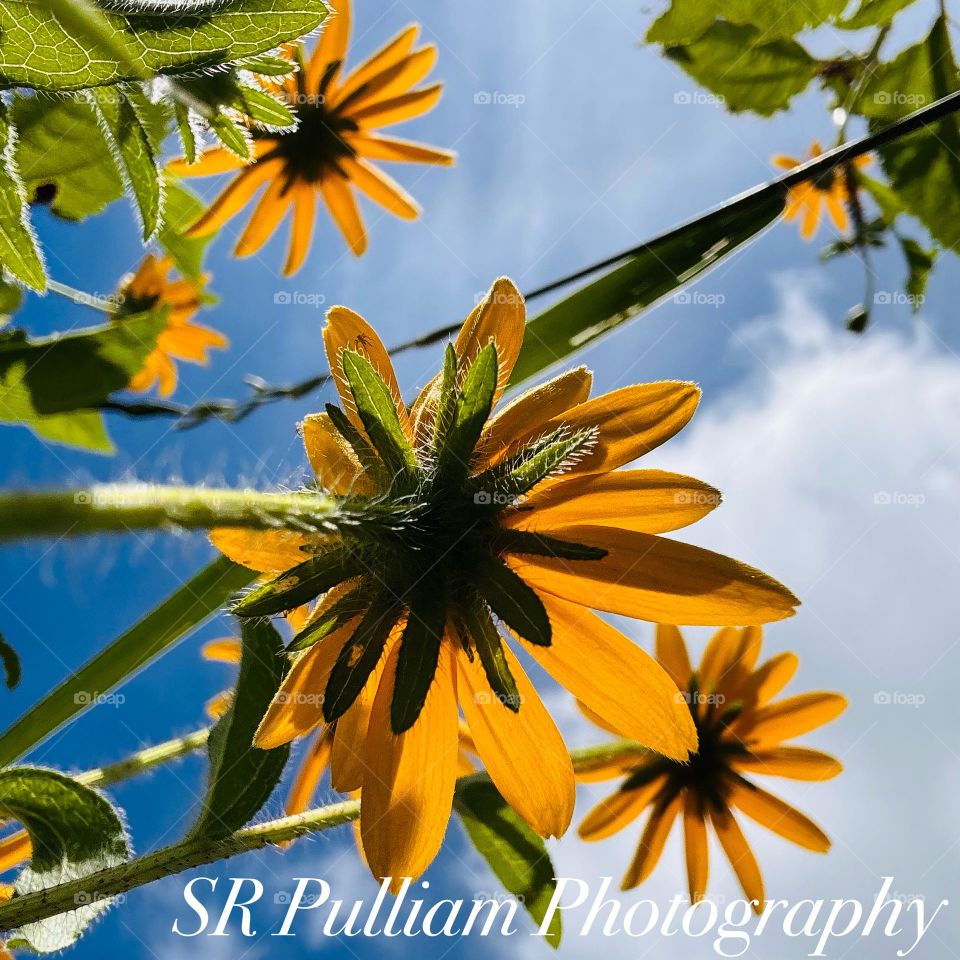 Looking up at Flowers