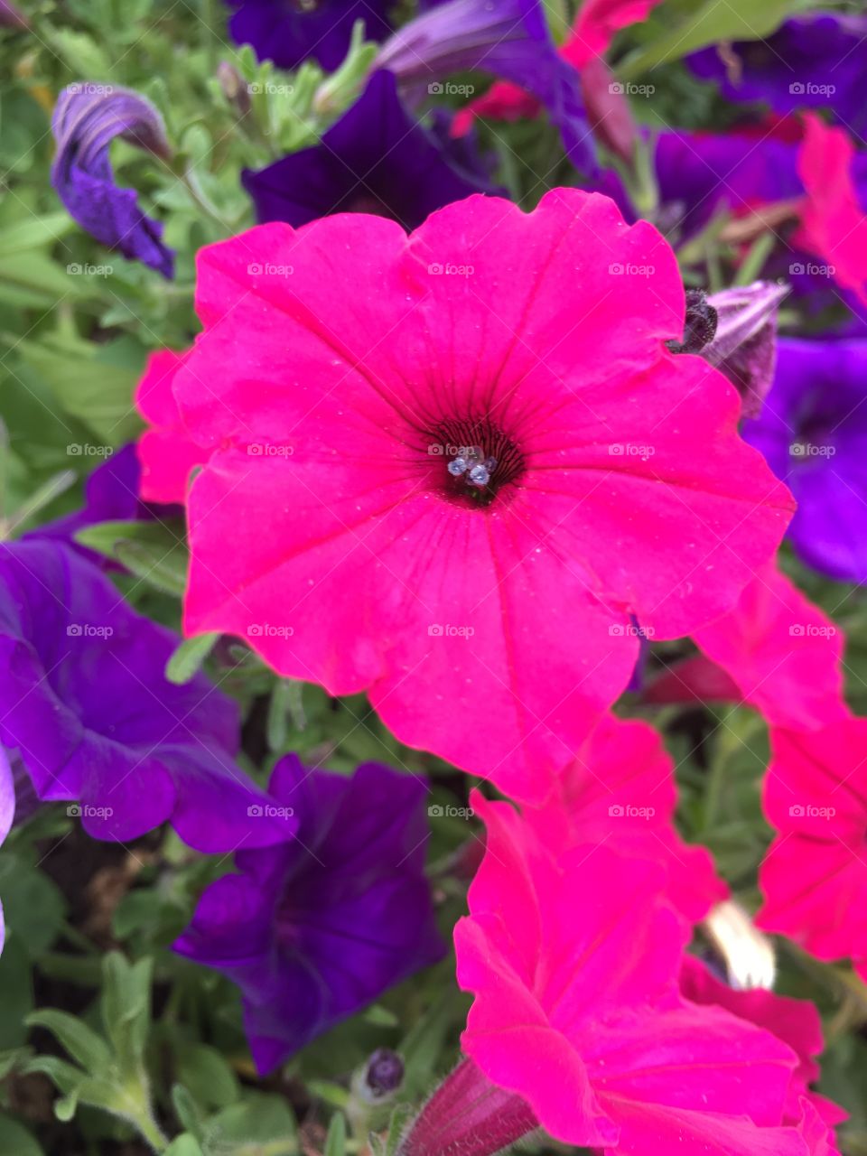 Pink and purple petunias