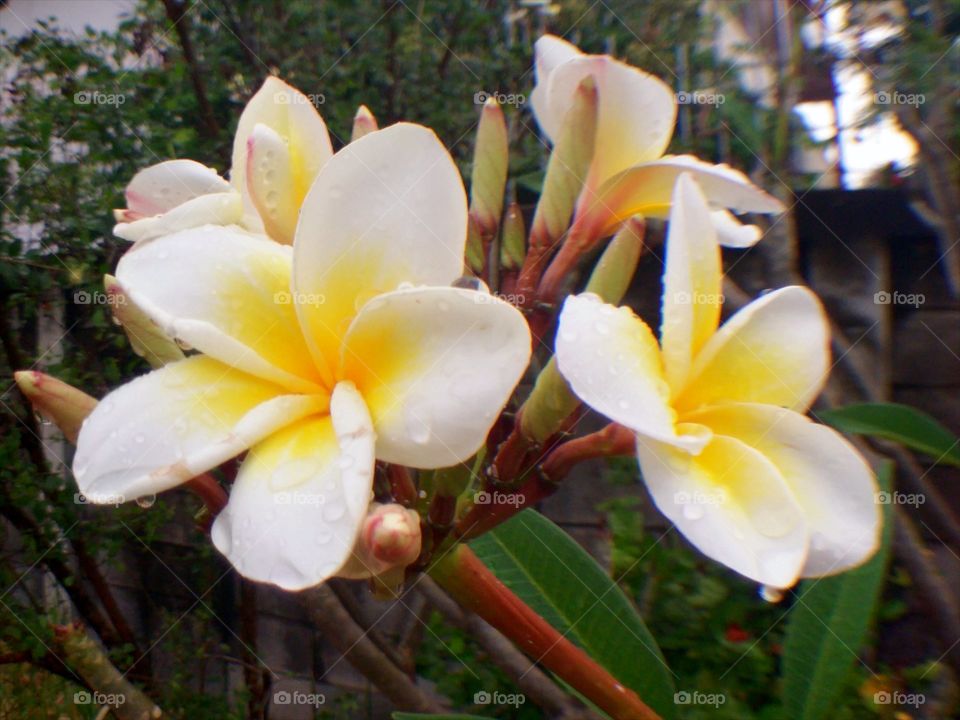 The temple tree. the temple tree in my garden