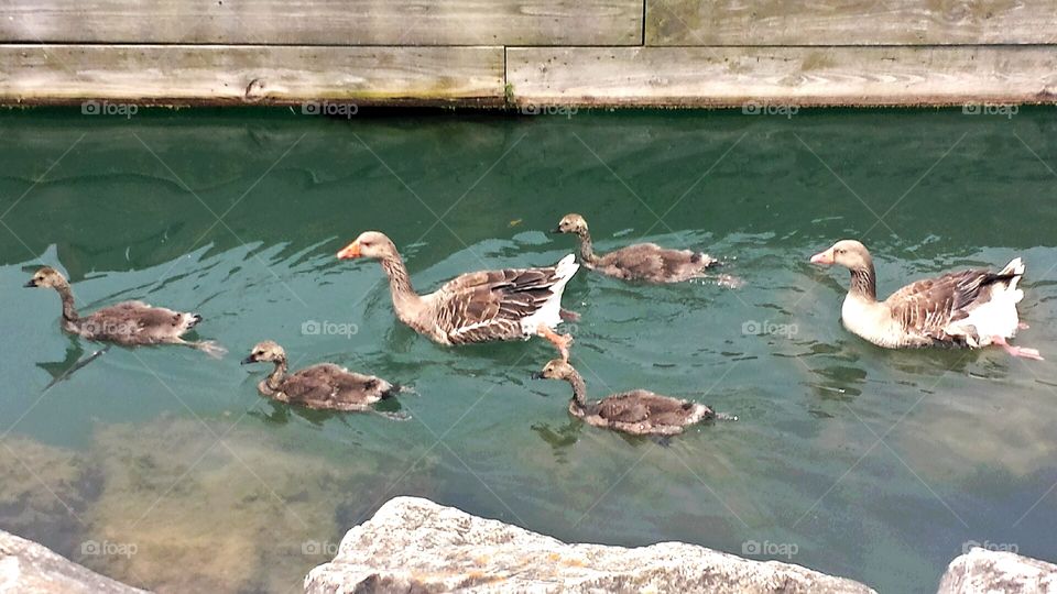 Nature. Waterfowl