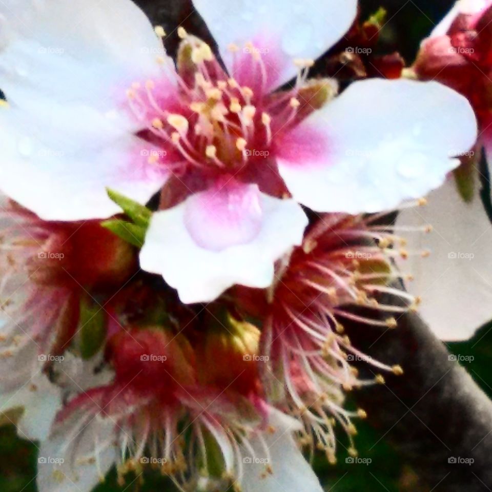 blooming almond tree