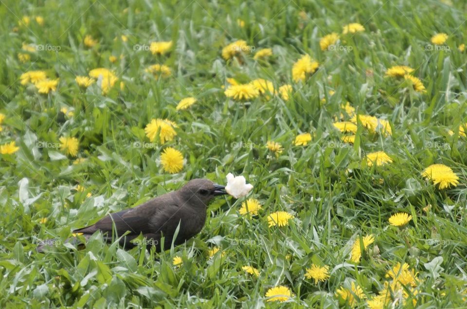 A bird finds bread in a grassy park