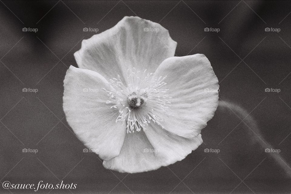 Flower shot on 35mm film 