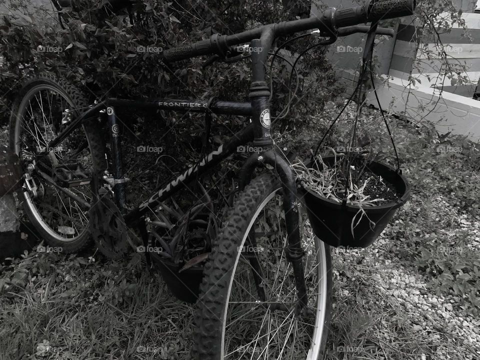 A Lonely Bicycle At Night Forgotten But Standing In The Midst Of Branches And Plants In The Grass, Black And White.