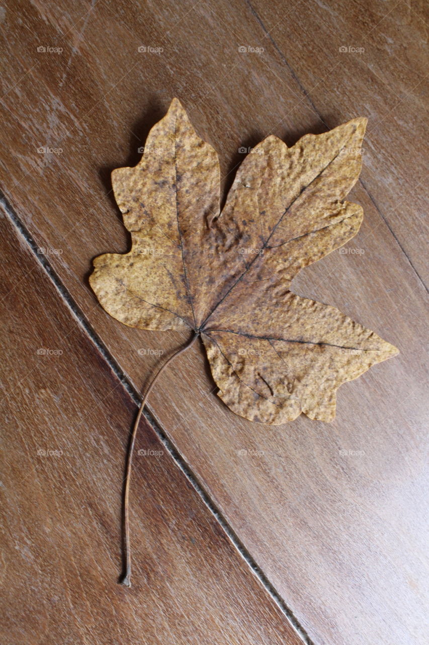 Autumn leaf