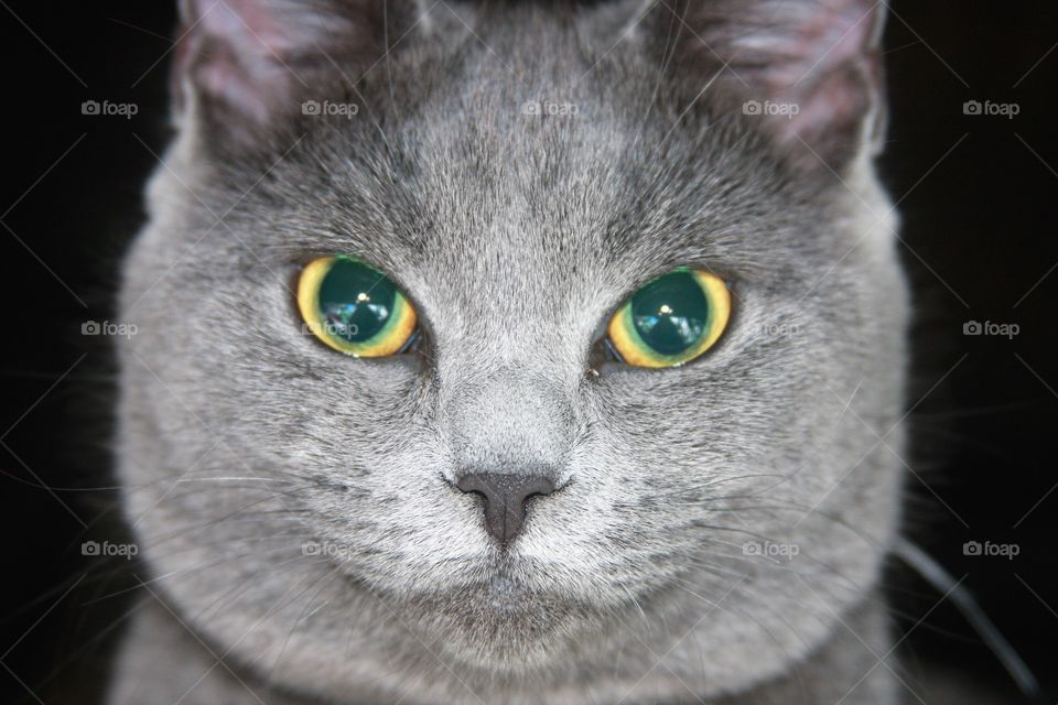 Grey cat looking into camera